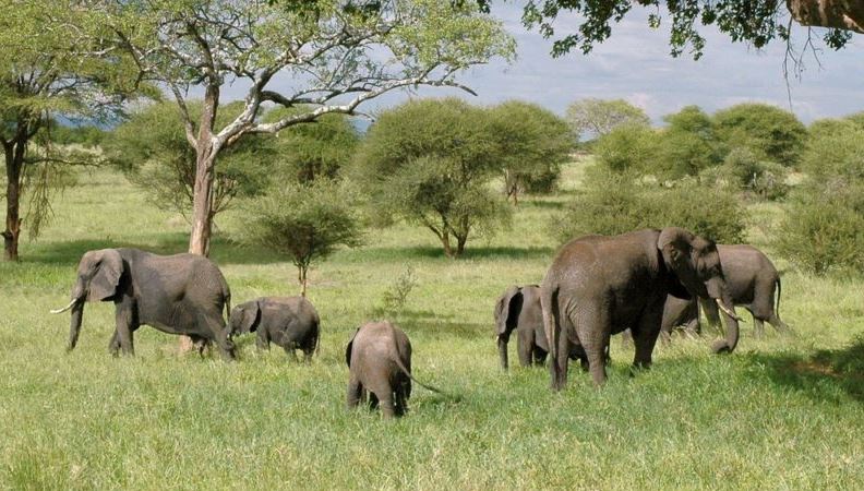 Queen Elizabeth National Park | Uganda Wildlife Safaris